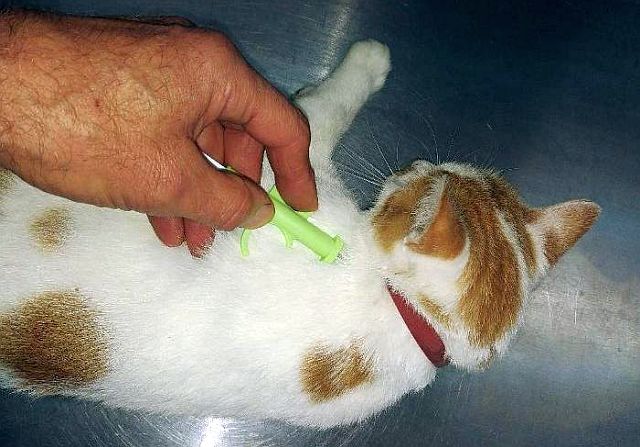 Czipowany kotek u weterynarza
