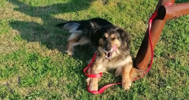 Makuś - poszukujemy psa